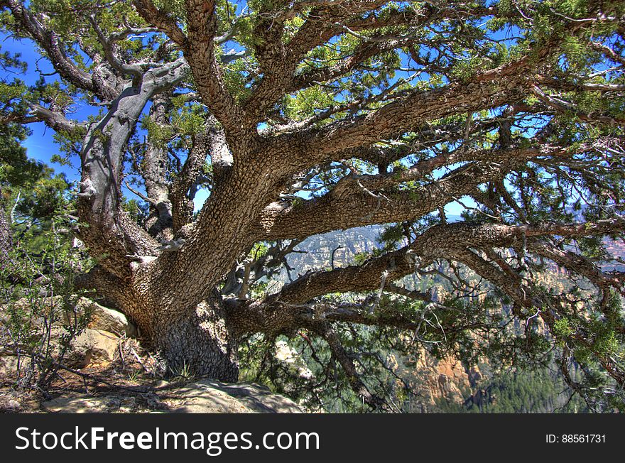 Tree on canyon rim near Little Round Mountain. We headed out of Flagstaff down Woody Mountain Road for a week of camping and day hiking around the Rattlesnake Mesa area. The area is north of Sedona&#x27;s Secret Canyon, on top of the Mogollon Rim. There are several trails, mostly unmaintained, heading along or off the edge of the Rim. For the first day&#x27;s hike, we headed for FS Trail #9, which heads across Little Round Mountain and along the Rim around South Pocket... Read the blog entry for this hike 5-frame HDR shot with a Pentax K20D. HDR generated and tone mapped in Photomatix. Metadata refined in MS Pro Photo Tools and Adobe Lightroom.