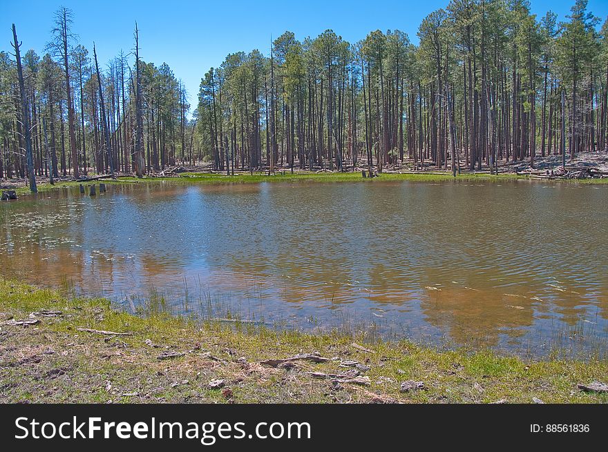 Lost Lake Tank &#x28;upper, larger tank&#x29;. 2009-05-07: On the fifth day of our camping trip on the Mogollon Rim we were still looking to beat the heat by staying above the rim. I’d noticed a route marked as a trail on my GPS &#x28;the base map on my Garmin Oregon 400T&#x29; leading to a spot marked Lost Lake. We headed for trail, turning off of the main road onto a jeep track. The route quickly got rocky, and we assumed it was petering out, so we parked and started hiking. Within a couple hundred feet, the route turned back into a smooth, dirt, two-track road… basically, quite driveable. We hiked it anyway. There was a tree blocking the road about halfway to Lost Lake, but aside from that the route is a well maintained route, with a couple side-roads heading off of it. The road gently ascends to the top of a hill, where Lost Lake is actually a pair of tanks. The upper tank is quite large, and both had water in them. There were a few wildflowers, and butterflies and western tanagers were flitting about. It’s a very pretty area, and quite likely an excellent place for bird watching. Lost Lake is definitely worth a visit, whether hiking or driving. The tanks are surrounded by forest, and we took advantage of the shade to have lunch, enjoy the beautiful day, and catch a quick nap. Hiking report View all photos from this hike