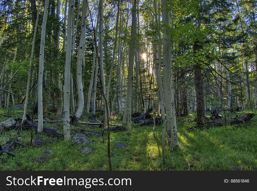 Inner Basin Trail