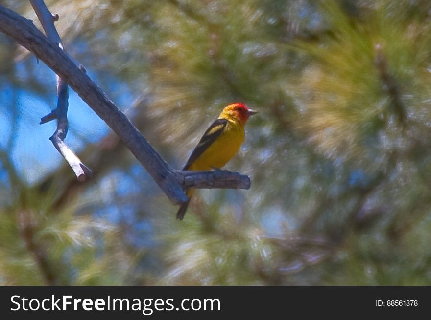 Western tanager. 2009-05-07: On the fifth day of our camping trip on the Mogollon Rim we were still looking to beat the heat by staying above the rim. Iâ€™d noticed a route marked as a trail on my GPS &#x28;the base map on my Garmin Oregon 400T&#x29; leading to a spot marked Lost Lake. We headed for trail, turning off of the main road onto a jeep track. The route quickly got rocky, and we assumed it was petering out, so we parked and started hiking. Within a couple hundred feet, the route turned back into a smooth, dirt, two-track roadâ€¦ basically, quite driveable. We hiked it anyway. There was a tree blocking the road about halfway to Lost Lake, but aside from that the route is a well maintained route, with a couple side-roads heading off of it. The road gently ascends to the top of a hill, where Lost Lake is actually a pair of tanks. The upper tank is quite large, and both had water in them. There were a few wildflowers, and butterflies and western tanagers were flitting about. Itâ€™s a very pretty area, and quite likely an excellent place for bird watching. Lost Lake is definitely worth a visit, whether hiking or driving. The tanks are surrounded by forest, and we took advantage of the shade to have lunch, enjoy the beautiful day, and catch a quick nap. Hiking report View all photos from this hike