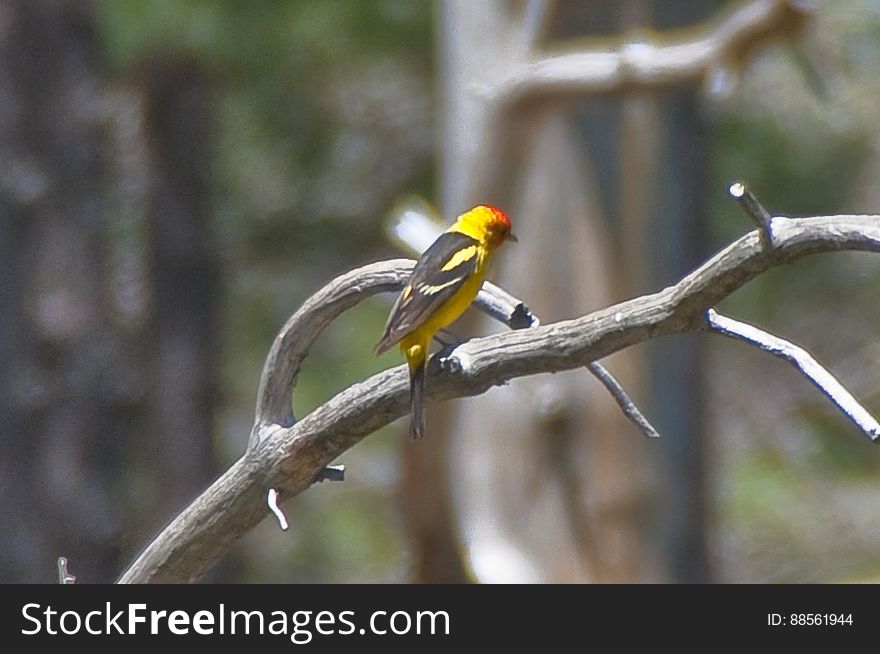 Western tanager. 2009-05-07: On the fifth day of our camping trip on the Mogollon Rim we were still looking to beat the heat by staying above the rim. Iâ€™d noticed a route marked as a trail on my GPS &#x28;the base map on my Garmin Oregon 400T&#x29; leading to a spot marked Lost Lake. We headed for trail, turning off of the main road onto a jeep track. The route quickly got rocky, and we assumed it was petering out, so we parked and started hiking. Within a couple hundred feet, the route turned back into a smooth, dirt, two-track roadâ€¦ basically, quite driveable. We hiked it anyway. There was a tree blocking the road about halfway to Lost Lake, but aside from that the route is a well maintained route, with a couple side-roads heading off of it. The road gently ascends to the top of a hill, where Lost Lake is actually a pair of tanks. The upper tank is quite large, and both had water in them. There were a few wildflowers, and butterflies and western tanagers were flitting about. Itâ€™s a very pretty area, and quite likely an excellent place for bird watching. Lost Lake is definitely worth a visit, whether hiking or driving. The tanks are surrounded by forest, and we took advantage of the shade to have lunch, enjoy the beautiful day, and catch a quick nap. Hiking report View all photos from this hike