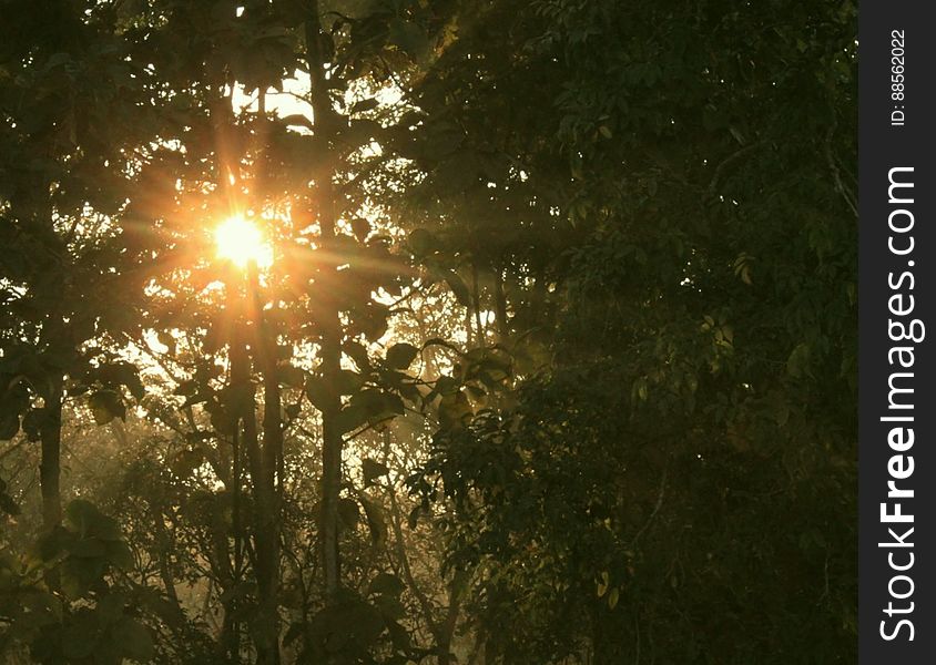 Sun rising through the trees, seen from the watchtower, Chilapata