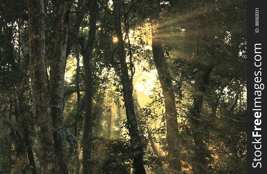 Light through the trees, Chilapata