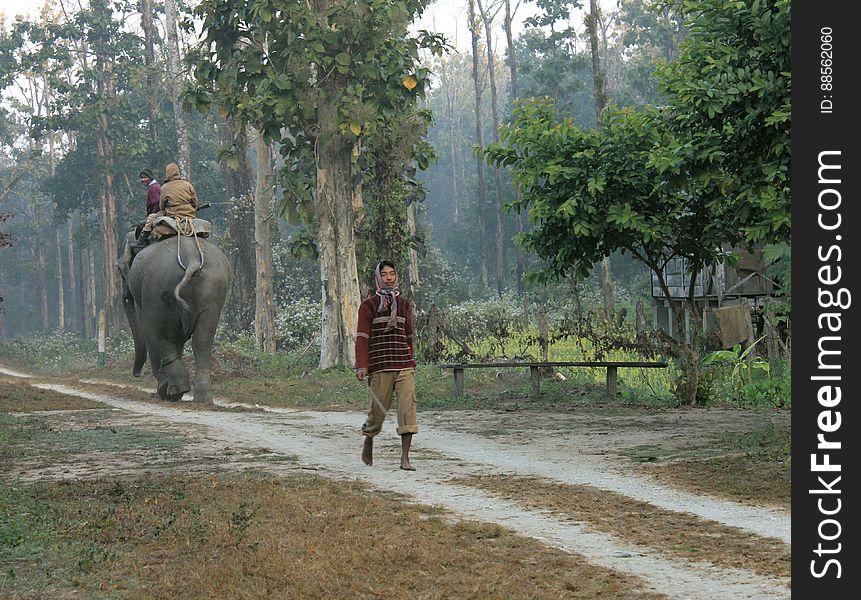 Taking the elephant on a walk, at Chilapata forest