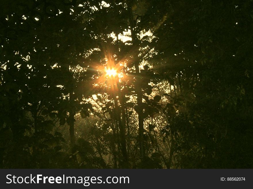 Sun rising through the trees, seen from watchtower, Chilapata