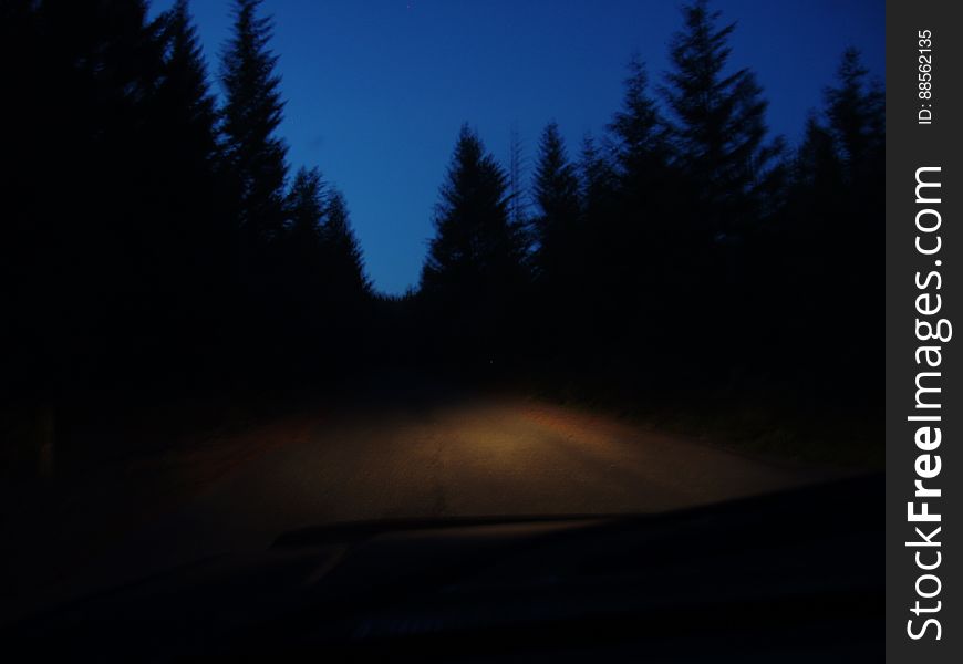 Sky, Plant, Natural landscape, Tree, Automotive lighting, Larch