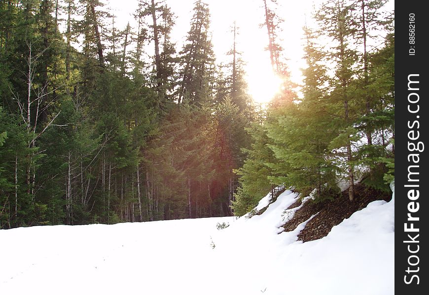 Sky, Plant, Snow, Larch, Slope, Tree