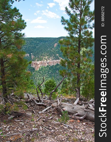 Hike on Kaibab Plateau Trail 101 &#x28;part of the Arizona Trail&#x29; from East Rim Viewpoint to Crystal Spring.