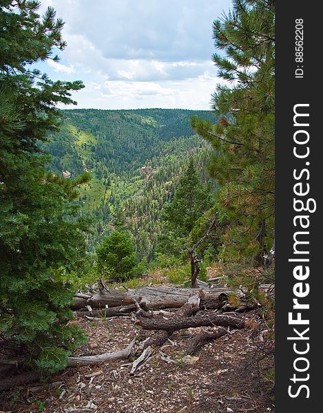 Hike on Kaibab Plateau Trail 101 &#x28;part of the Arizona Trail&#x29; from East Rim Viewpoint to Crystal Spring.