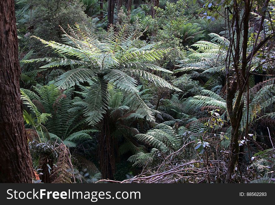 Australian Forest