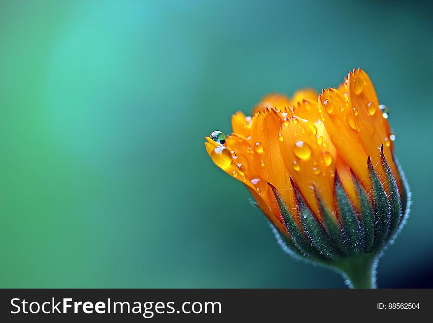 Orange Petaled Flower