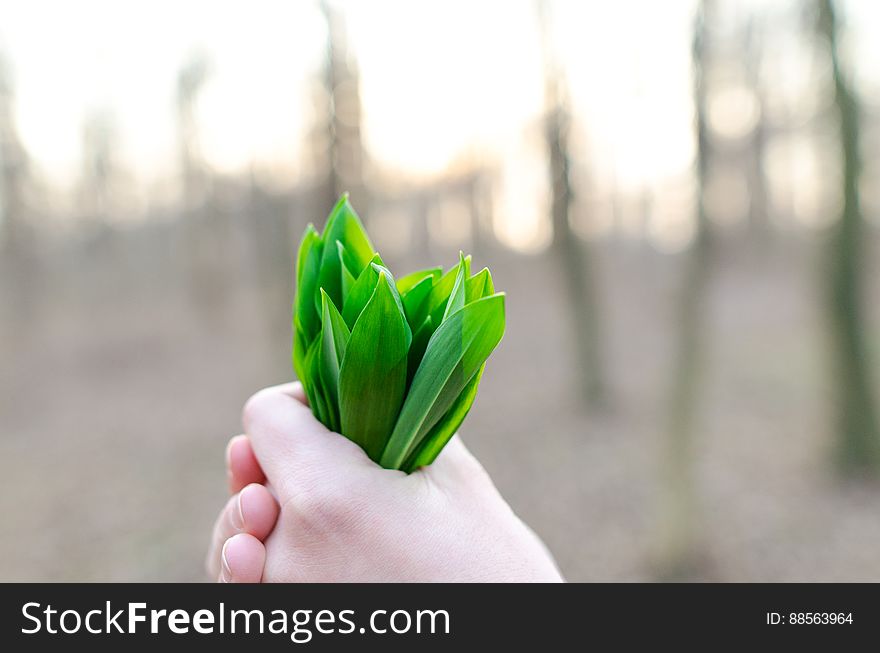 A close up of a hand holding leek leaves.