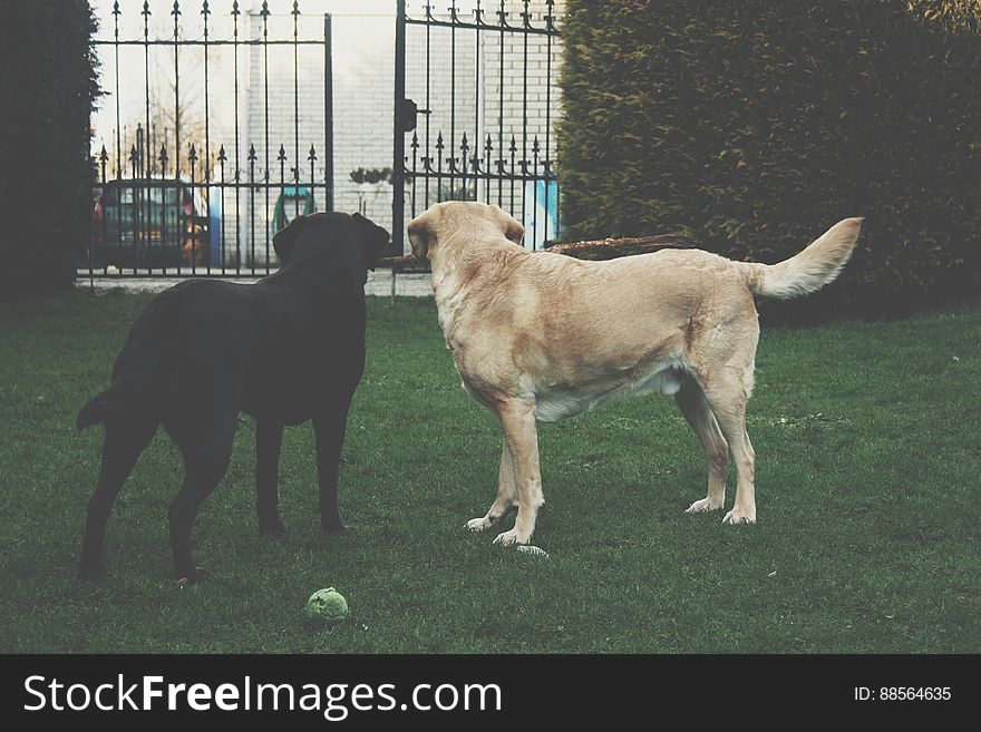 A pair of Labrador retriever dogs playing in the garden. A pair of Labrador retriever dogs playing in the garden.