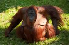 Cute Orangutan Stock Photo