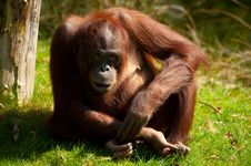 Cute Orangutan Stock Photography