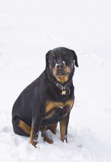 Dog Sitting In Snow Stock Photos