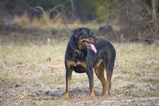 Rottweiler Dog Royalty Free Stock Photography