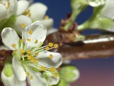 Plum Blossom Extreme Closeup Royalty Free Stock Photography Plum Blossom Extreme Closeup Royalty Free Stock Photography
