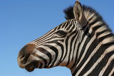 Zebra Portrait Stock Photos Zebra Portrait Stock Photos
