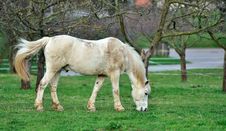 White Horse Royalty Free Stock Images