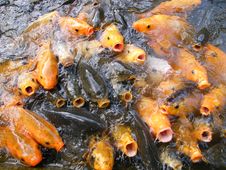 Golden Fish Stock Photos