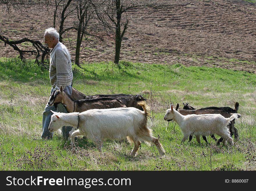 Goat and herdsman on a sunny day