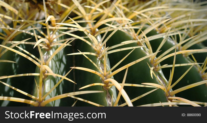 Barrel Cactus in Desert. Nice detail of needles.