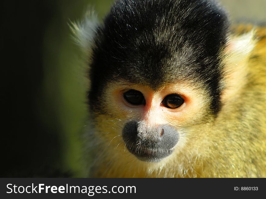 Cute Squirrel Monkey