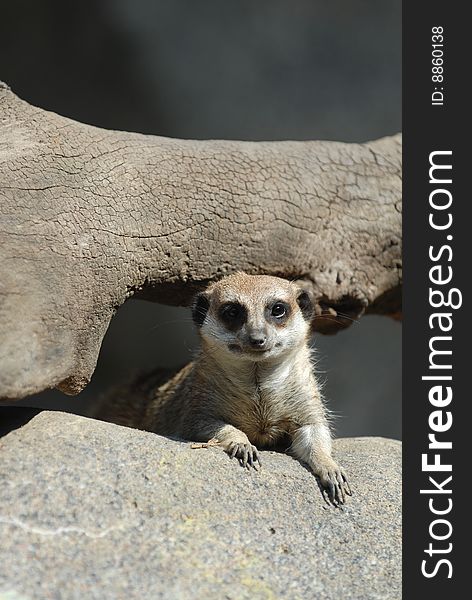 An adorable meerkat is peeking thought a log and a boulder. An adorable meerkat is peeking thought a log and a boulder.