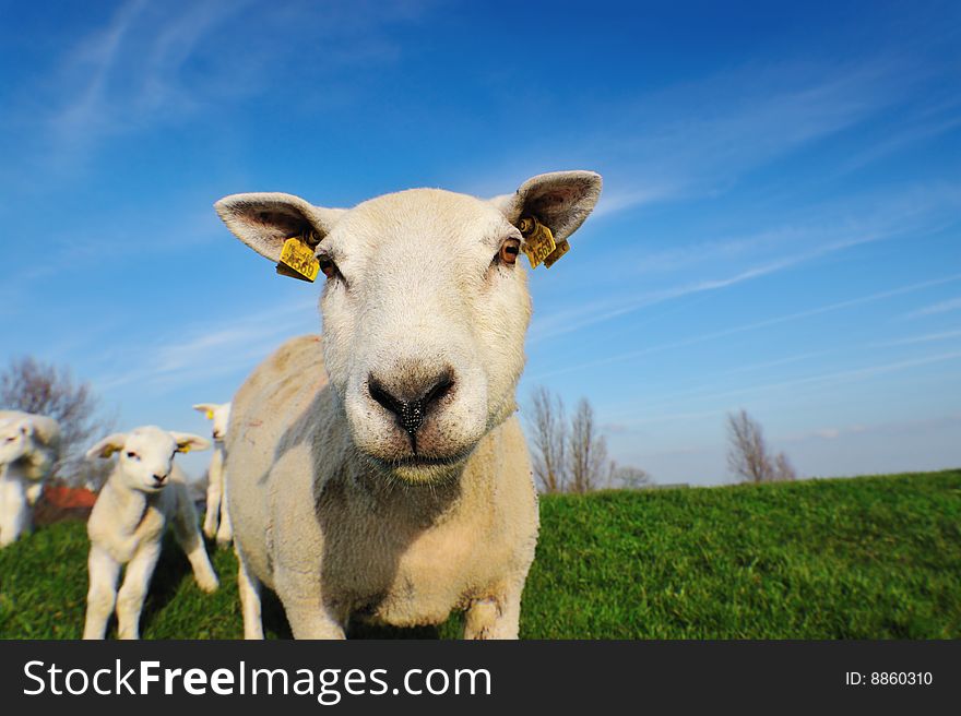 Cute lambs and mother sheep in spring, The Netherlands. Cute lambs and mother sheep in spring, The Netherlands