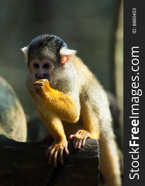 Cute Squirrel Monkey