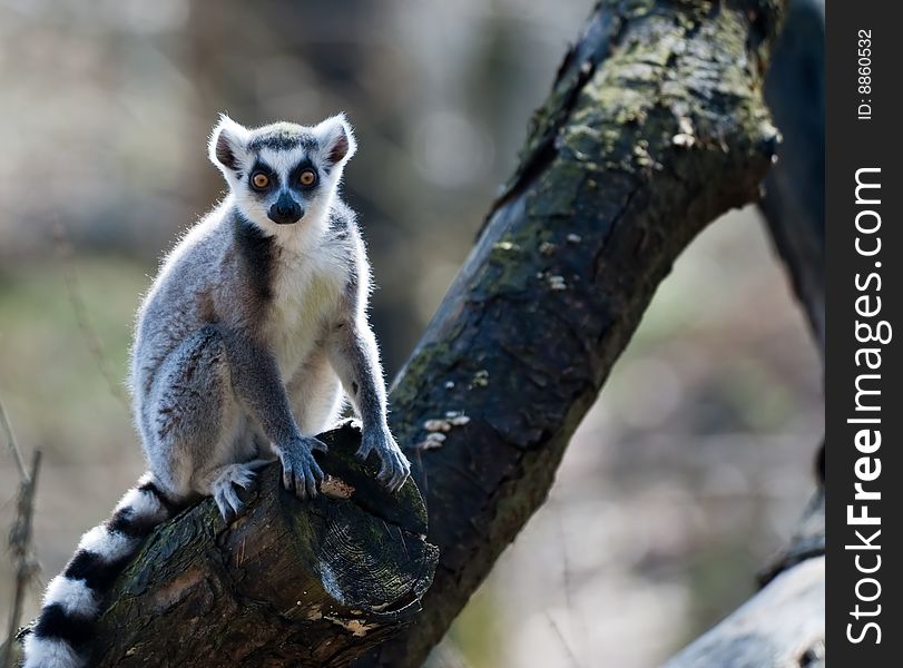 Close-up of a cute ring-tailed lemur