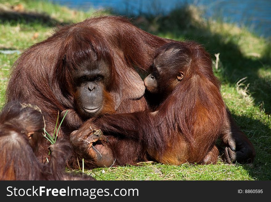 Orangutan giving milk to her baby. Orangutan giving milk to her baby