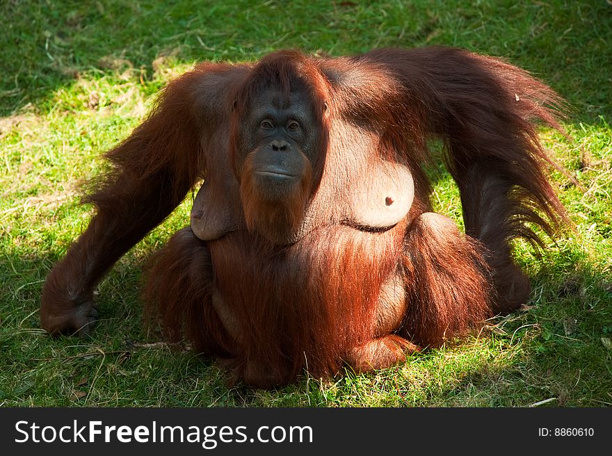 Cute Orangutan