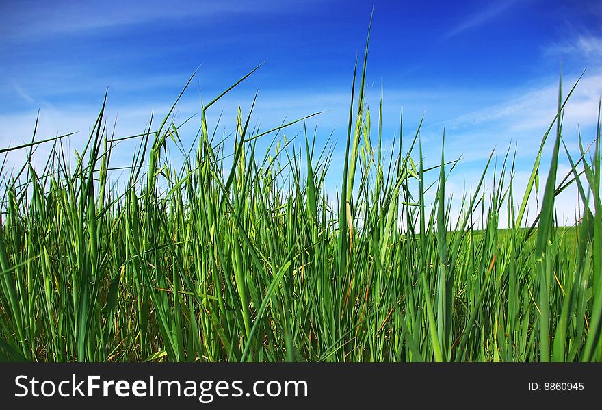 Grass on a background of blue sky. Grass on a background of blue sky.