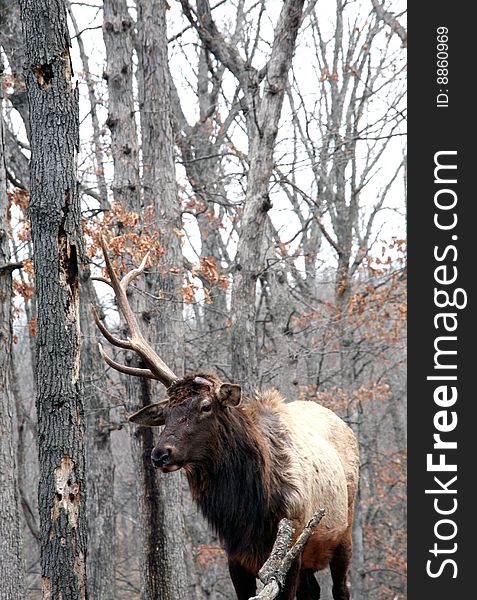 Herd bull elk shedding antlers