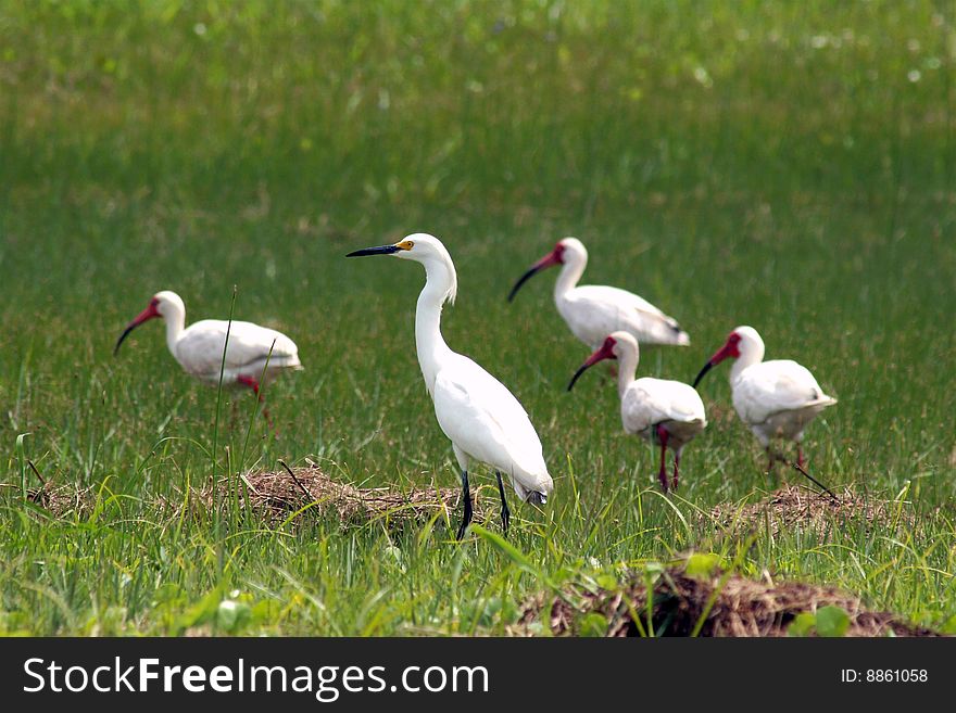 Snowy egret with 4 white ibis. Snowy egret with 4 white ibis