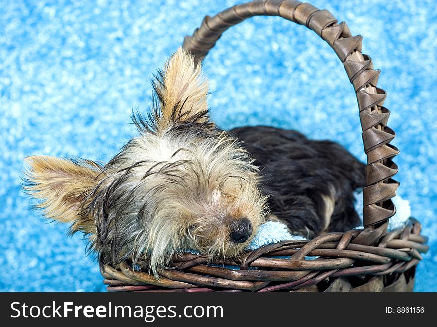 Yorkshire Terrier Puppy Sleeping In A Basket