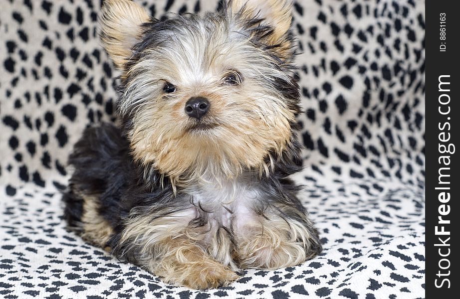 An adorable four month old Yorkshire Terrier Puppy  on a leopard print background with copy space. An adorable four month old Yorkshire Terrier Puppy  on a leopard print background with copy space