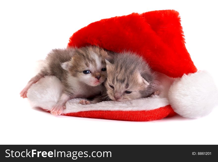 The Newborn kittens on a white background