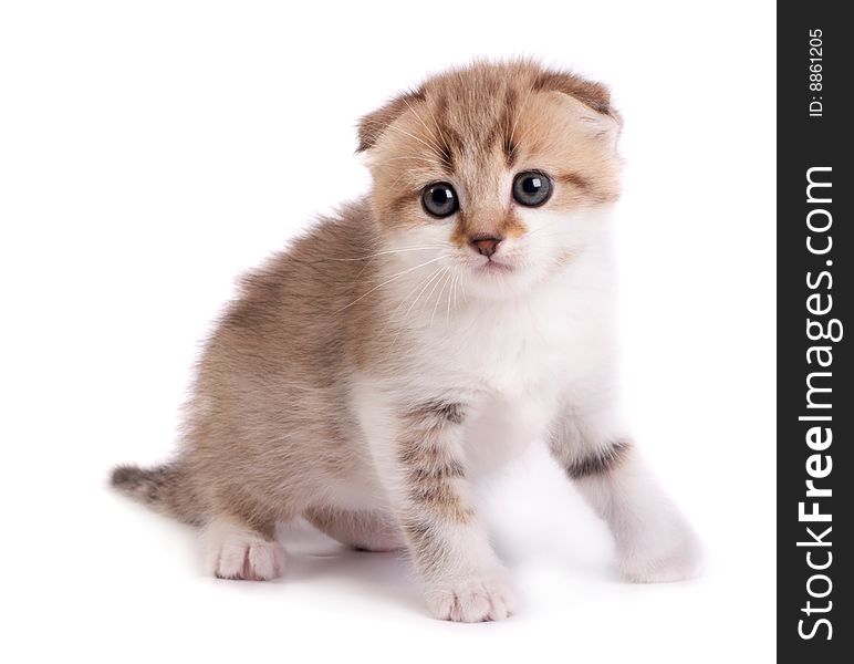 kitten plays on a white background