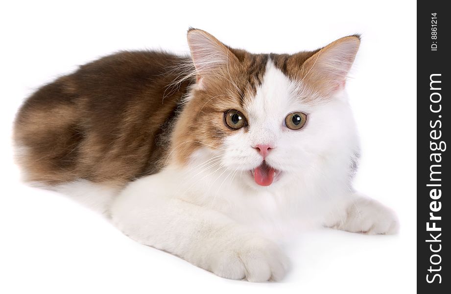 Kitten Scottish  straight on a white background