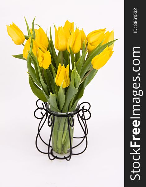 Yellow tulips on a white