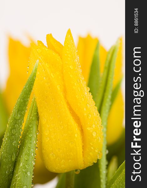 Yellow tulips on a white background