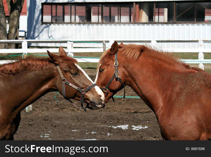 Relations between two cavalry horses. Relations between two cavalry horses