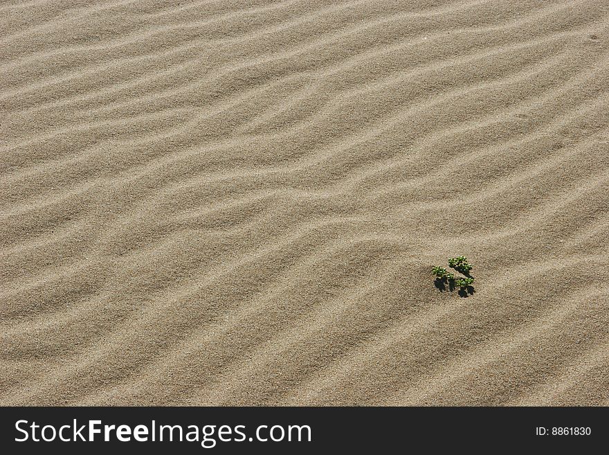 Surface of dune.