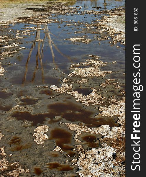 Wild animals traces and reflection of dead tree. Okavango Delta, Botswana. Wild animals traces and reflection of dead tree. Okavango Delta, Botswana.