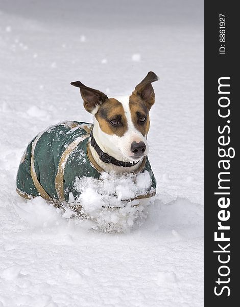 Jack russel playing and running through the snow. Jack russel playing and running through the snow.