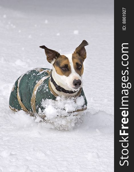 Dog Running In Snow