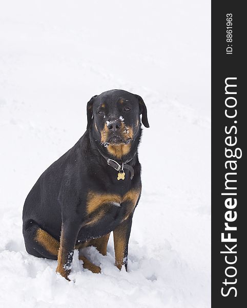 Good looking rottweiler sitting in the snow. Good looking rottweiler sitting in the snow.